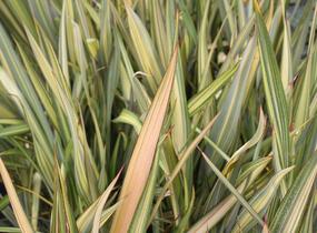 Lenovník novozélandský 'Apricot Queen' - Phormium tenax 'Apricot Queen'