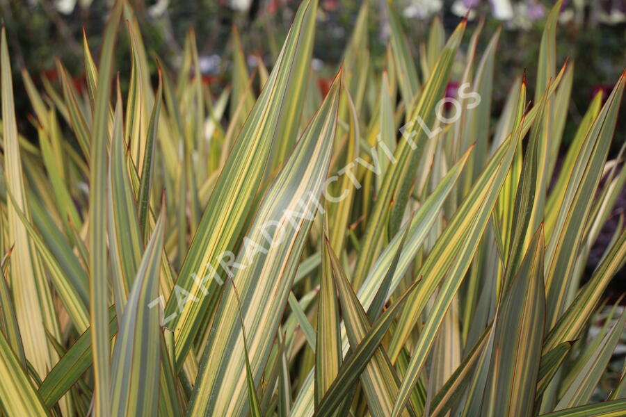 Lenovník novozélandský 'Apricot Queen' - Phormium tenax 'Apricot Queen'