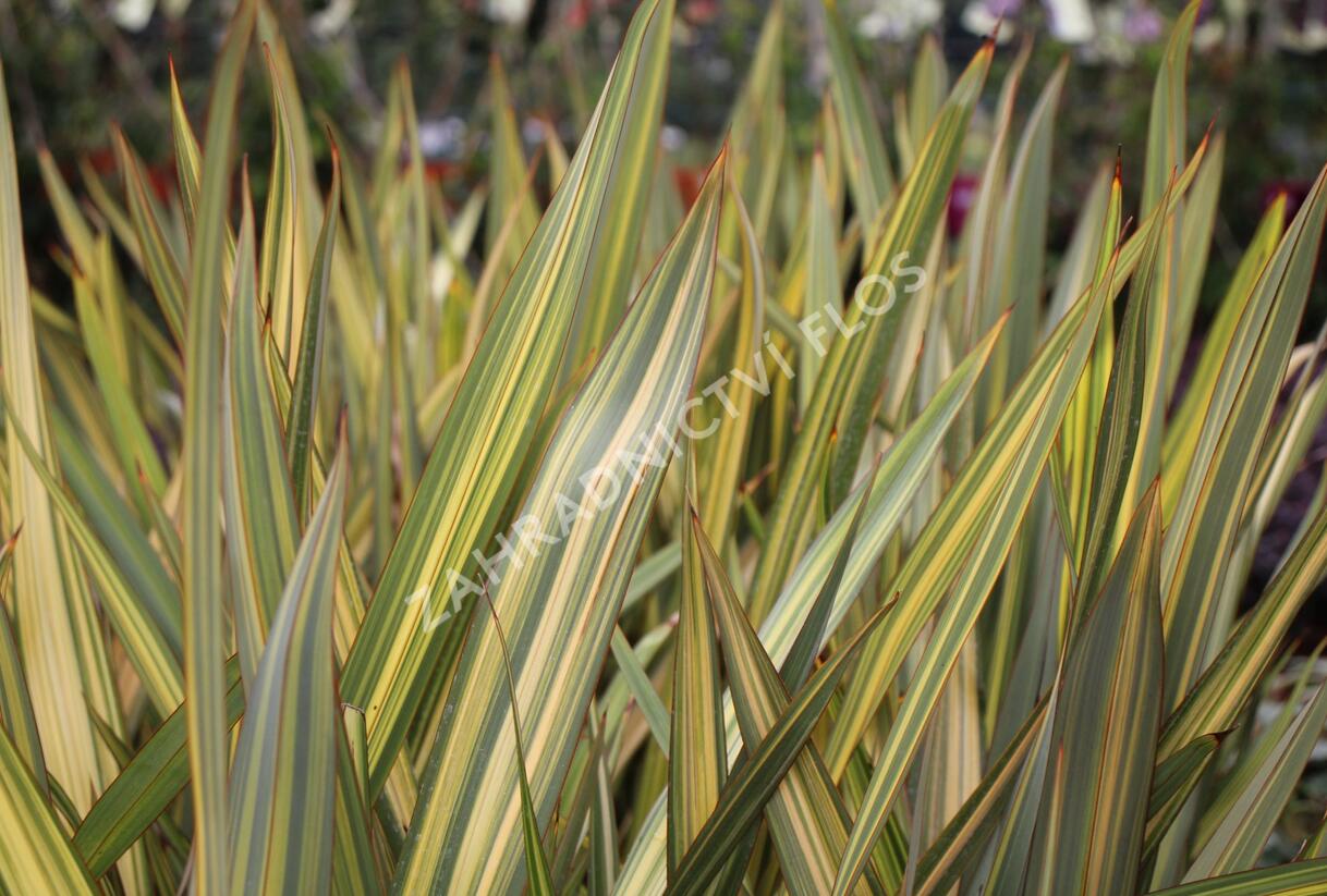Lenovník novozélandský 'Apricot Queen' - Phormium tenax 'Apricot Queen'