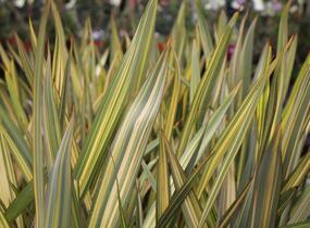 Lenovník novozélandský 'Apricot Queen' - Phormium tenax 'Apricot Queen'