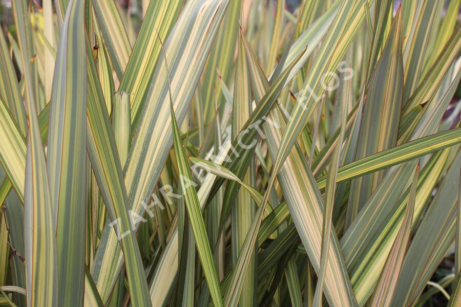 Lenovník novozélandský 'Apricot Queen' - Phormium tenax 'Apricot Queen'