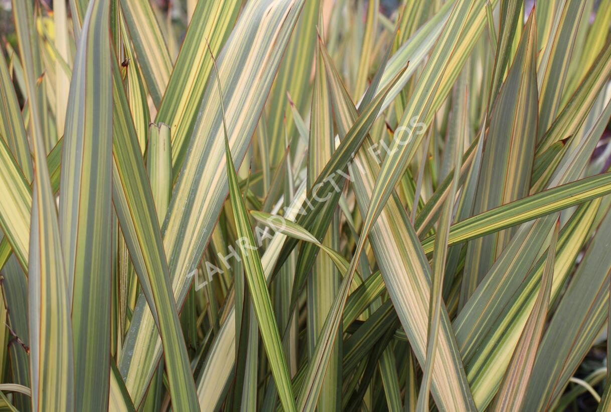 Lenovník novozélandský 'Apricot Queen' - Phormium tenax 'Apricot Queen'