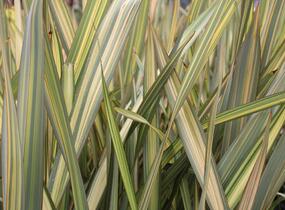 Lenovník novozélandský 'Apricot Queen' - Phormium tenax 'Apricot Queen'