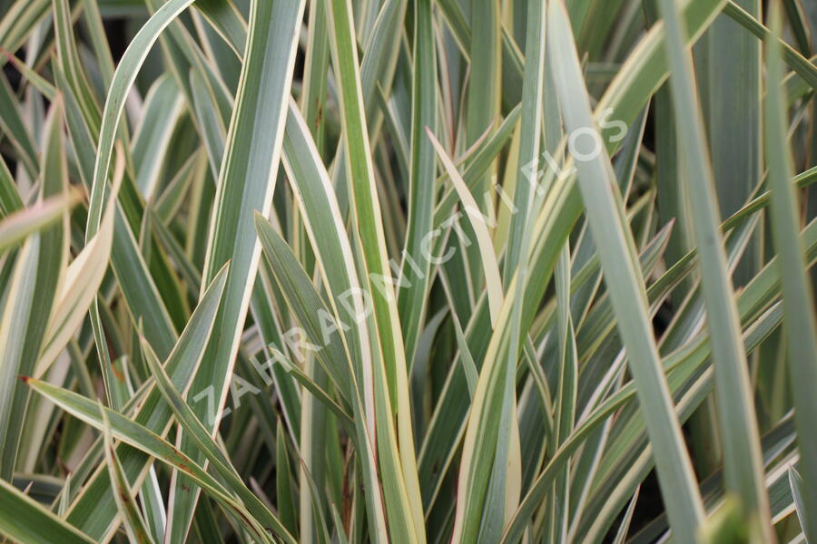 Lenovník novozélandský 'Duet' - Phormium tenax 'Duet'