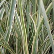 Lenovník novozélandský 'Duet' - Phormium tenax 'Duet'