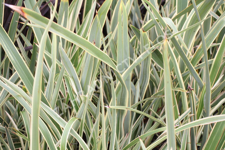 Lenovník novozélandský 'Duet' - Phormium tenax 'Duet'