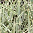 Lenovník novozélandský 'Duet' - Phormium tenax 'Duet'