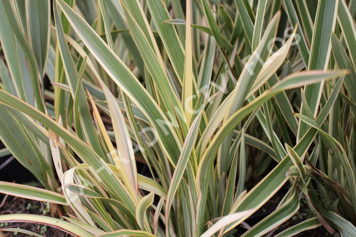 Lenovník novozélandský 'Duet' - Phormium tenax 'Duet'