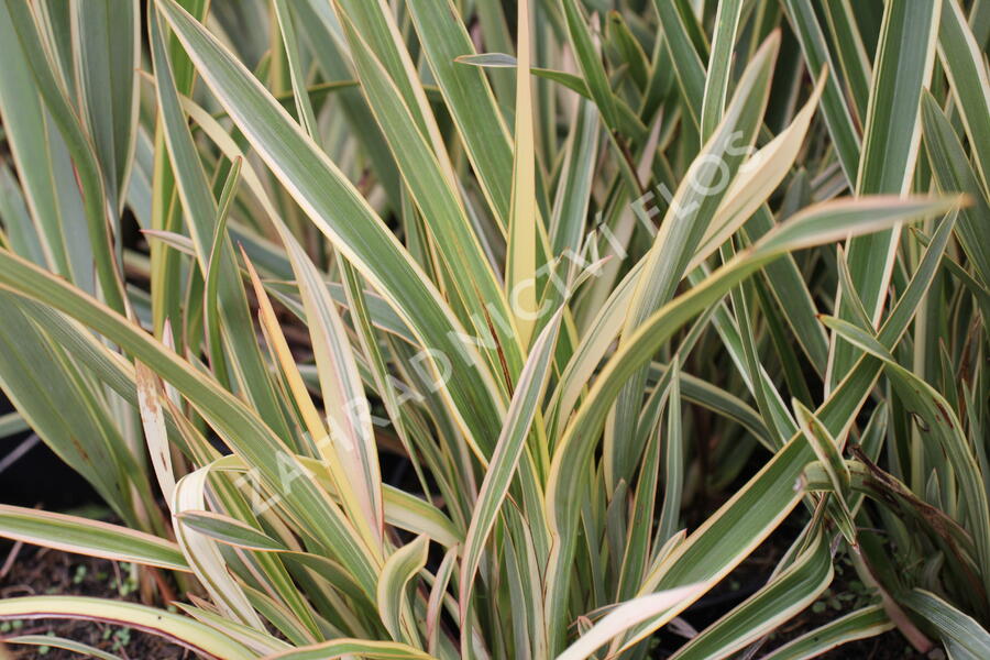 Lenovník novozélandský 'Duet' - Phormium tenax 'Duet'