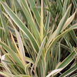 Lenovník novozélandský 'Duet' - Phormium tenax 'Duet'