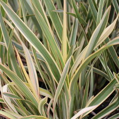 Lenovník novozélandský 'Duet' - Phormium tenax 'Duet'