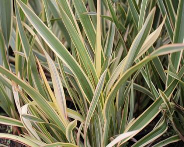 Lenovník novozélandský 'Duet'