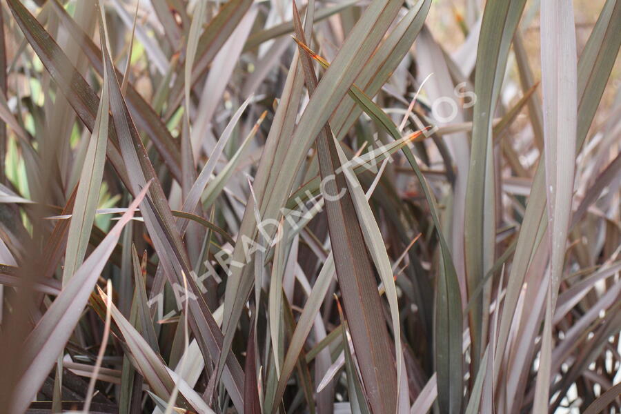 Lenovník 'Platts Black' - Phormium 'Platts Black'