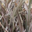 Lenovník 'Platts Black' - Phormium 'Platts Black'