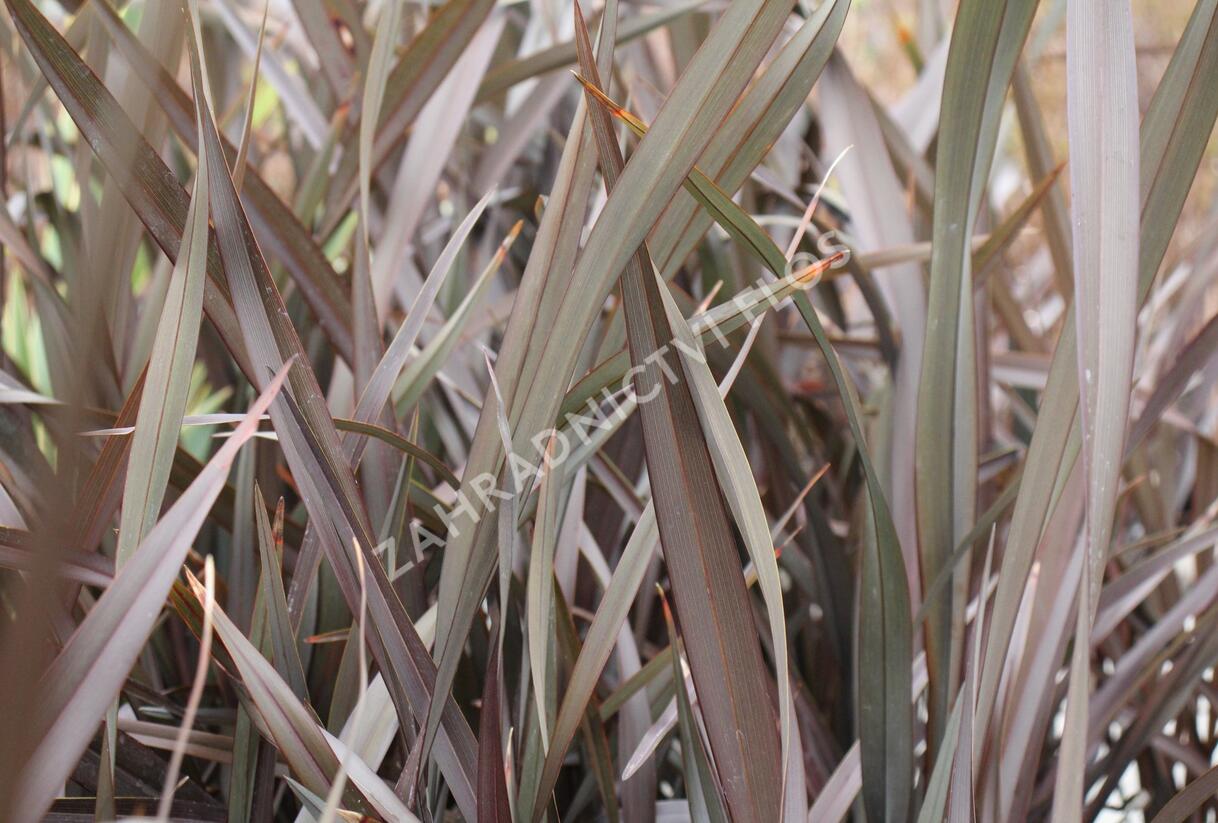 Lenovník novozélandský 'Platts Black' - Phormium tenax 'Platts Black'