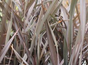 Lenovník novozélandský 'Platts Black' - Phormium tenax 'Platts Black'