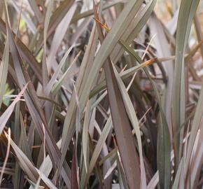 Lenovník 'Platts Black' - Phormium 'Platts Black'