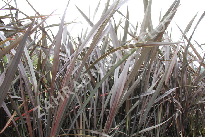 Lenovník 'Platts Black' - Phormium 'Platts Black'