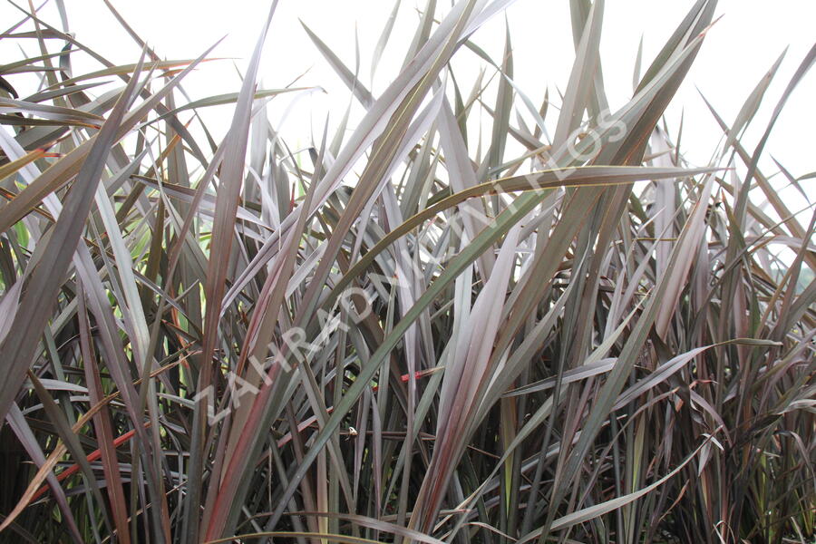 Lenovník 'Platts Black' - Phormium 'Platts Black'