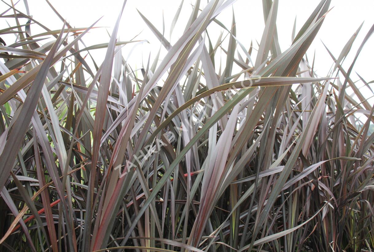Lenovník novozélandský 'Platts Black' - Phormium tenax 'Platts Black'