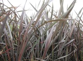 Lenovník novozélandský 'Platts Black' - Phormium tenax 'Platts Black'