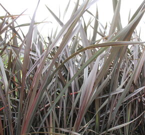 Lenovník novozélandský 'Platts Black' - Phormium tenax 'Platts Black'