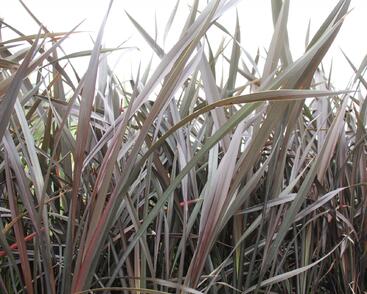 Lenovník novozélandský 'Platts Black'