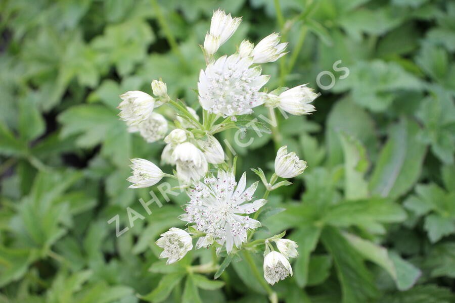 Jarmanka větší 'Superstar' - Astrantia major 'Superstar'