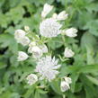 Jarmanka větší 'Superstar' - Astrantia major 'Superstar'