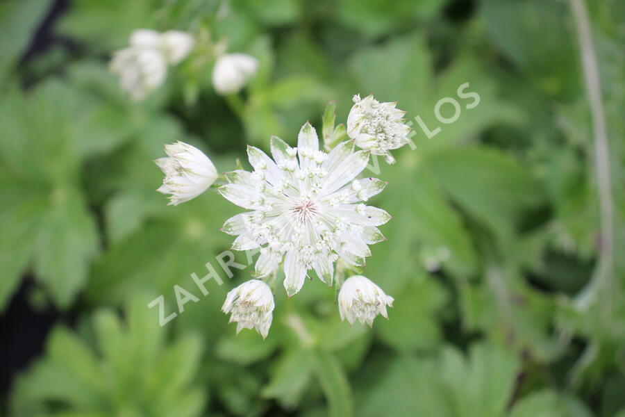 Jarmanka větší 'Superstar' - Astrantia major 'Superstar'
