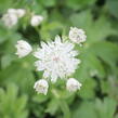 Jarmanka větší 'Superstar' - Astrantia major 'Superstar'