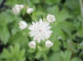 Jarmanka větší 'Superstar' - Astrantia major 'Superstar'