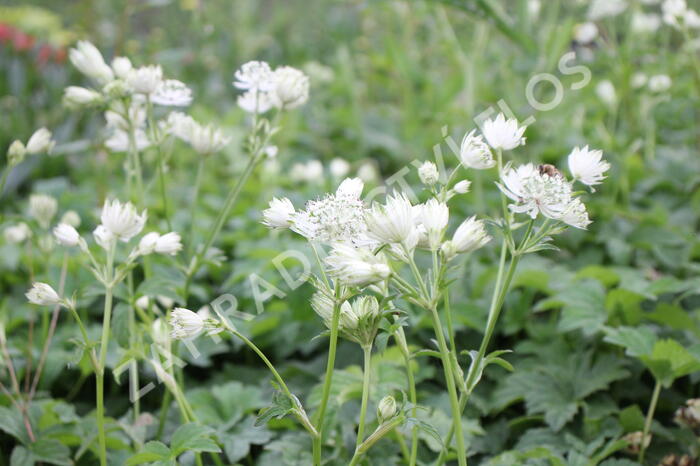 Jarmanka větší 'Superstar' - Astrantia major 'Superstar'