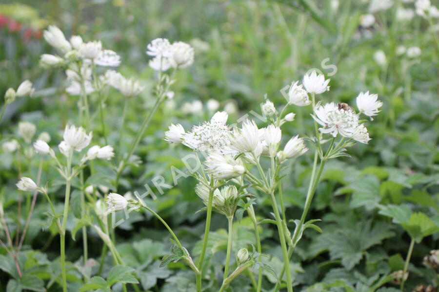 Jarmanka větší 'Superstar' - Astrantia major 'Superstar'