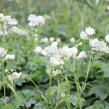 Jarmanka větší 'Superstar' - Astrantia major 'Superstar'