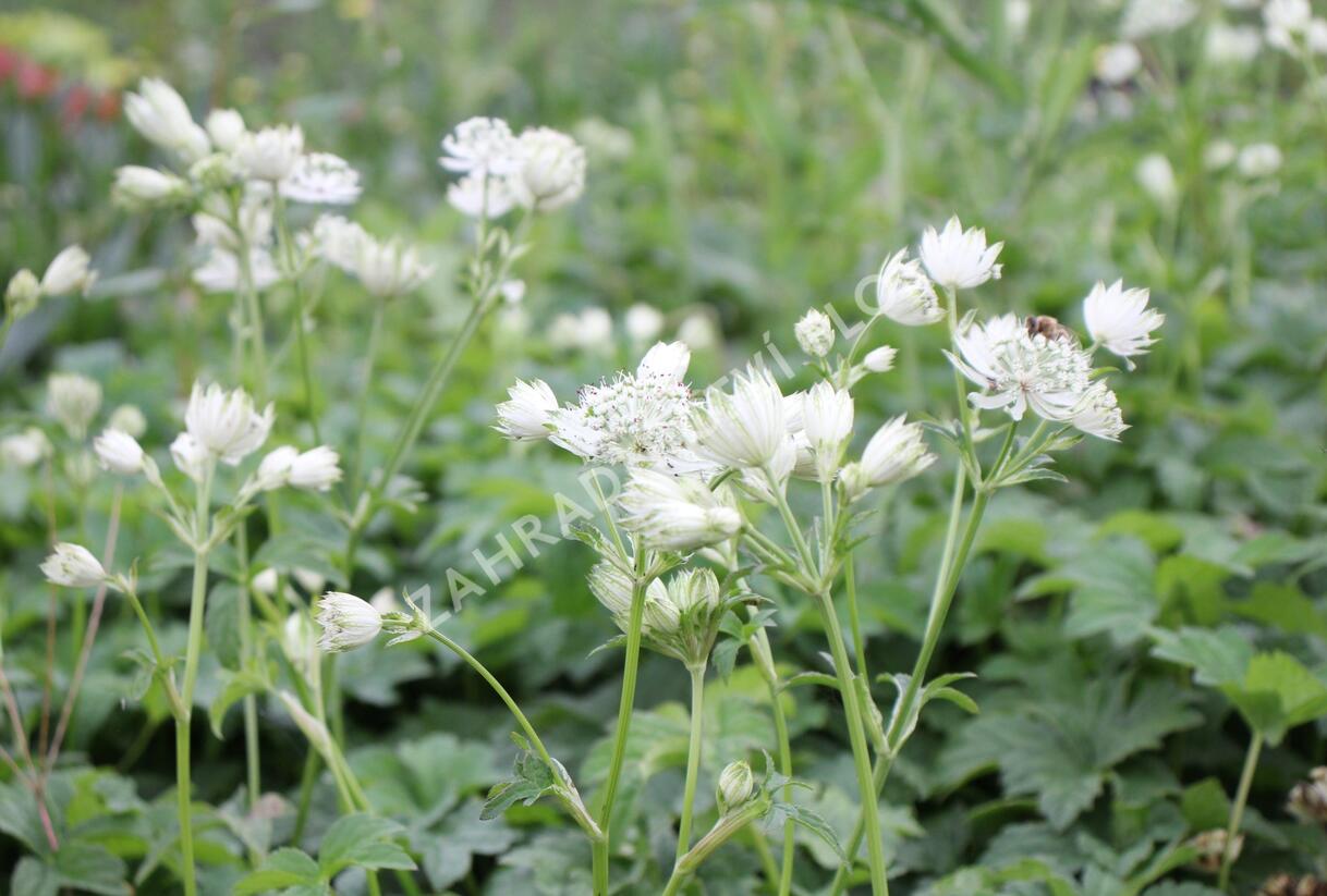 Jarmanka větší 'Superstar' - Astrantia major 'Superstar'