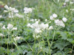Jarmanka větší 'Superstar' - Astrantia major 'Superstar'