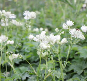 Jarmanka větší 'Superstar' - Astrantia major 'Superstar'