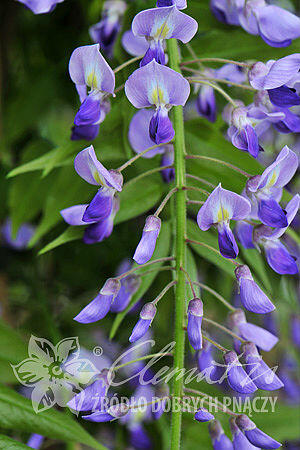 Vistárie květnatá 'Royal Purple' - Wisteria floribunda 'Royal Purple'