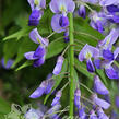 Vistárie květnatá 'Royal Purple' - Wisteria floribunda 'Royal Purple'