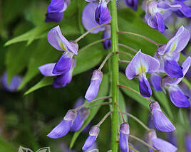 Vistárie květnatá 'Royal Purple'