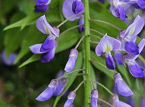 Vistárie květnatá 'Royal Purple' - Wisteria floribunda 'Royal Purple'