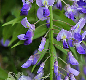 Vistárie květnatá 'Royal Purple' - Wisteria floribunda 'Royal Purple'