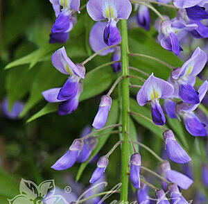 Vistárie květnatá 'Royal Purple'