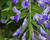 Vistárie květnatá 'Royal Purple'