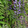 Vistárie květnatá 'Royal Purple' - Wisteria floribunda 'Royal Purple'