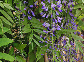 Vistárie květnatá 'Royal Purple' - Wisteria floribunda 'Royal Purple'