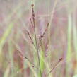 Proso prutnaté 'Blood Brothers' - Panicum virgatum 'Blood Brothers'