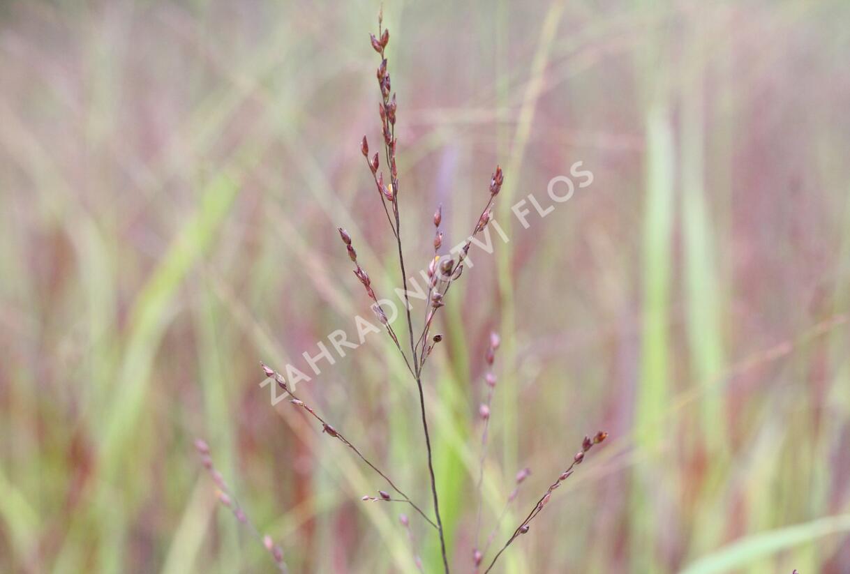 Proso prutnaté 'Blood Brothers' - Panicum virgatum 'Blood Brothers'