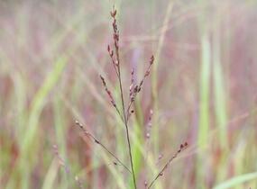 Proso prutnaté 'Blood Brothers' - Panicum virgatum 'Blood Brothers'